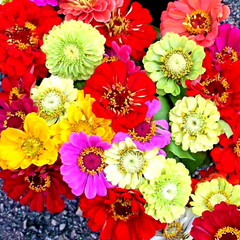 200+ ZINNIA GIANTS SEEDS SPRING MIX HUMMINGBIRDS FLOWERS HEAT TOLERANT BLOOMS US