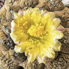 (10) Pack RARE SEEDS Copiapoa Hypogaea v. Barquitensis “Lizard Skin” US SELLER