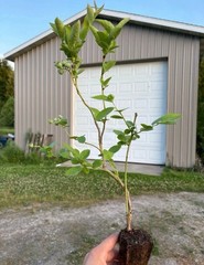 Blueberry Plants – Rooted Cuttings – QTY: 5