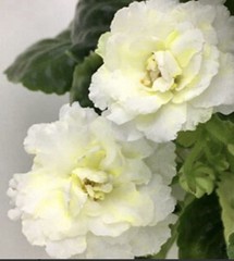 African Violet KZ Zolotye Shary/golden Balloons Starter