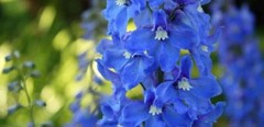 Larkspur Delphinium Perennial Bare Root Live Garden Plant Outdoor