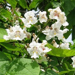 3 Northern Catalpa Tree 12-24″ Tall Catalpa speciosa Bare Root