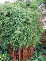 50 Red Dragon Bamboo Seeds Privacy Plant Garden Clumping Shade Screen US SELLER