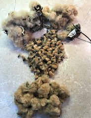 30 MISSISSIPPI BROWN LINT Cotton Seed Extremely Rare Heirloom Ornamental