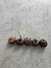 5Pcs Sprouted Water Chestnut Eleocharis Dulcis Ready to Plant