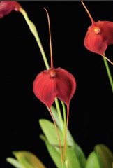 Masdevallia Cheryl Shohan ‚The Babe‘ AM/AOS Easy Grower