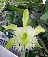 Rhyncholaelia digbyana ‚Green Giant‘ FCC/AOS [Bareroot]