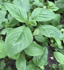 2000+ Green Amaranth Seeds Chinese Spinach Green Edible Vegetable USA