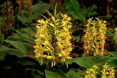 HAWAIIAN TROPICAL KAHILI YELLOW GINGER PLANT ROOT 1 Pack Fragrant Easy To Grow