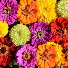 Zinnia Seeds TALL MIX LANDSCAPER’S Pack Bulk Heirloom elegans Non-GMO 500 Seeds!