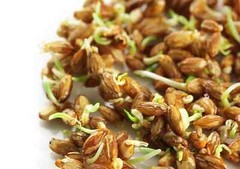 Wheat Berries – Sproutable, Kosher, Raw – by Food To Live