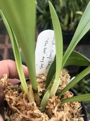 Masdevallia Cheryl Shohan ‚The Babe‘ AM/AOS Easy Grower