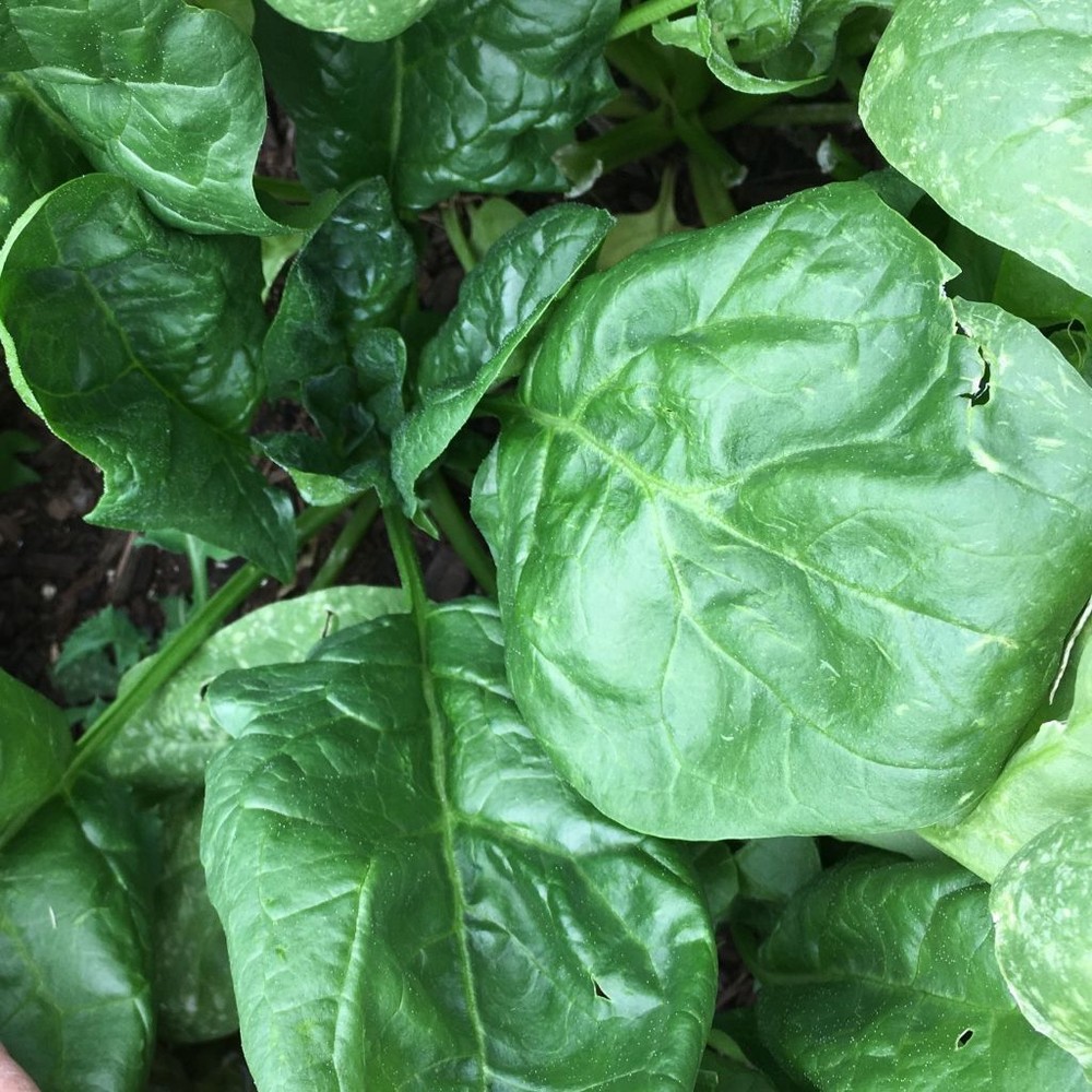 Giant Noble Spinach Seeds, NON-GMO, Variety Sizes, FREE SHIPPING
