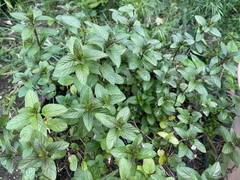6 Fresh Organic Live Peppermint Rooted Plants Cuttings – Medicinal & Vigorous