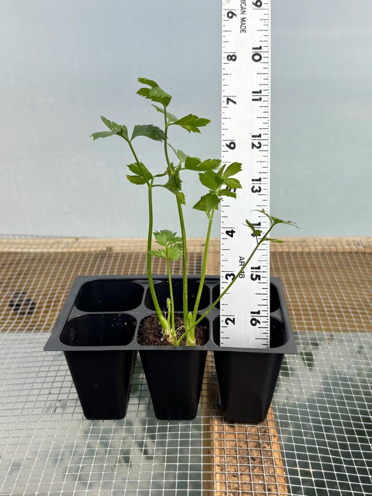 Celery Live Plant – Seedlings/Plugs and Plants – 3″- 12″ tall – 30-60+ days