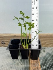 Celery Live Plant – Seedlings/Plugs and Plants – 3″- 12″ tall – 30-60+ days