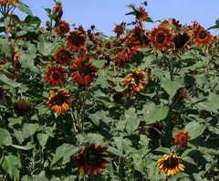 Purple Chocolate Cherry Sunflower Seeds for Planting – 25 Non-GMO Heirloom Seeds