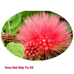 Flowering Pink Powderpuff Tree 3-4 Ft Outdoor Calliandra Live Plant for Garden