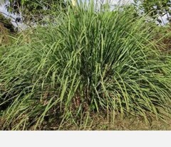 LEMONGRASS 20+ SEEDS MOSQUITO REPELLENT HEIRLOOM LEMON GRASS USA seller