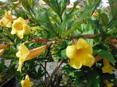 ~~BROWN BUD Allamanda~~Hendersonii Vine Plant Tropical Yellow Big Bell Flower