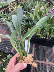 Masdevallia Redshine ‚Sheila‘ FCC/AOS Easy Grower