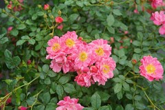 OSO EASY® Double Pink Rose-VERY HARDY Proven Winners – 4″ Pot