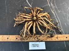 Gonatopus boivinii GREEN Form 1.5 YO Tuber Tropical Rare Plant Aroid Bulb Flower