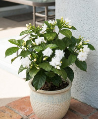 Crape Jasmine Live Plant 4″ Pot Fragrant White Flowers Indoor Outdoor Shrub