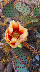2 Opuntia rufida Cactus: Blind Prickly Pear, Sunset Red-Brown Glochids 3-5″ pad