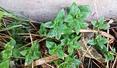 Peppermint Seeds Box Garden Seeds LLC GMO-Free Heirloom Herbal USA Grown