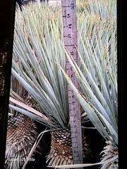 Yucca Rostrata 25 To 30″ Tall Cold Hardy Drought Tolerant Full Sun Nice!!