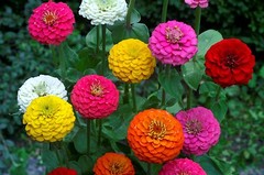 Zinnia Elegans Lilliput Mix Seeds, NON-GMO, Variety Sizes, FREE SHIPPING