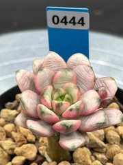 Imported succulent live plant grafted succulent Rare Echeveria Grapes var #444