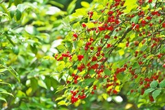 1 DORMANT Nanking bush red cherry, rooted plant. Zones 2-7 Prunus tomentosa