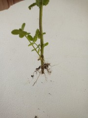 5 Apple Mint/Wooly Mint Plant (Mentha suaveolens) Cuttings-Fresh &Ready To Plant