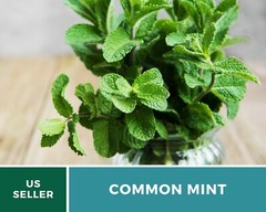 Mint, Common – Heirloom Seeds – Medicinal & Culinary Herb – GMO Free (Mentha spp
