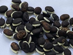 Purple Hyacinth Bean Vine Seeds 15 Pack (Lablab purpureus, Dolichos lablab)