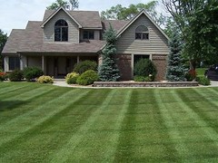 20 LBS SUNNY BLEND GRASS SEED MIX FALCON FESCUE PERENNIAL RYE KY. BLUEGRASS