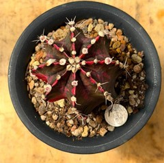 Thai imported cactus live plant Rare cactus Gymnophytum seed grown #549