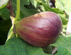 Fig Tree – ‚Brown Turkey‘ – Fruiting Fig Tree – Ficus Carica