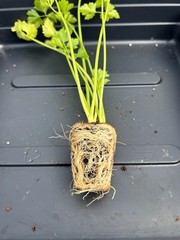Celery Live Plant – Seedlings/Plugs and Plants – 3″- 12″ tall – 30-60+ days