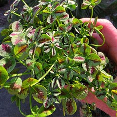 Trifolium Lucky Clover, Red Stripes, Shamrock Clover