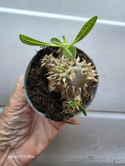 Pachypodium Densiflorum Live Cactus ~ Succulent Plant 2.5″ Pot USA Seller