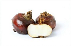 5Pcs Sprouted Water Chestnut Eleocharis Dulcis Ready to Plant