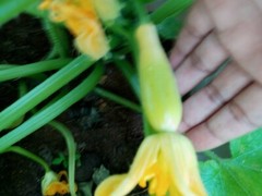 3 Pack -Live -Vegetable Summer Squash Seedling Plugs 30 days old, 2″ to 4″ tall