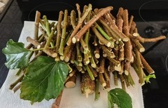 Mulberry Everbearing Organic Fast Growing Outdoor Cuttings