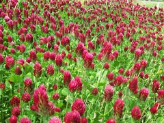 Crimson Clover Seed – NON-GMO Heirloom Inoculated Cover Crop & Food Plot