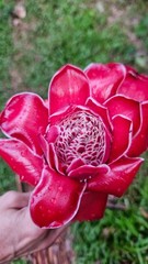 1 Fresh Red torch ginger rhizomes, Etlingera elatior exotic Flower