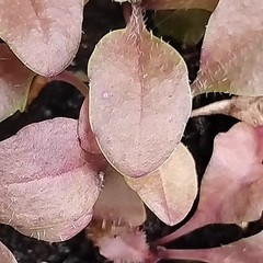 BUY 1 GET 1 FREE! PURPLE LEAF PLANTAIN RARE & VERY UNUSUAL EASY GROWER PEREN.