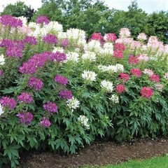 CLEOME Spider Flower Seeds 300+ Mixed Colors Pink, White, Purple Easy to Grow